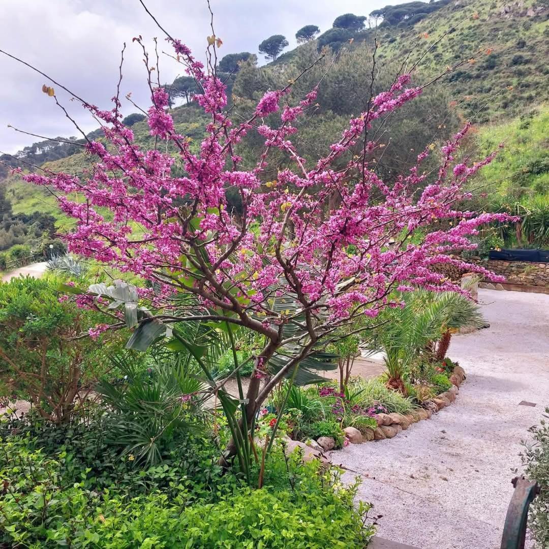 Villetta Dei Fichi D'India Rio nell'Elba Exterior foto